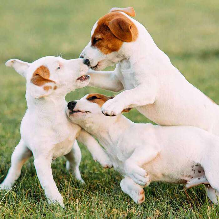 Internal medicine Internal medicine