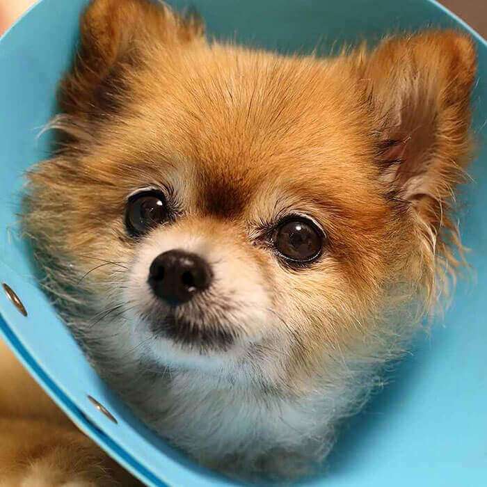 Dental Care Dental Care