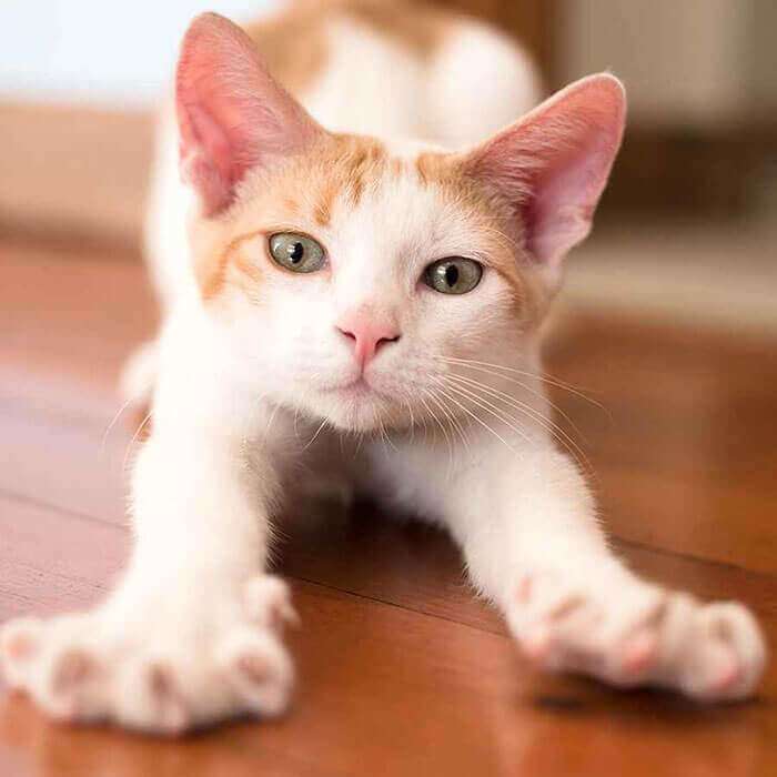 Wellness Care Wellness Care