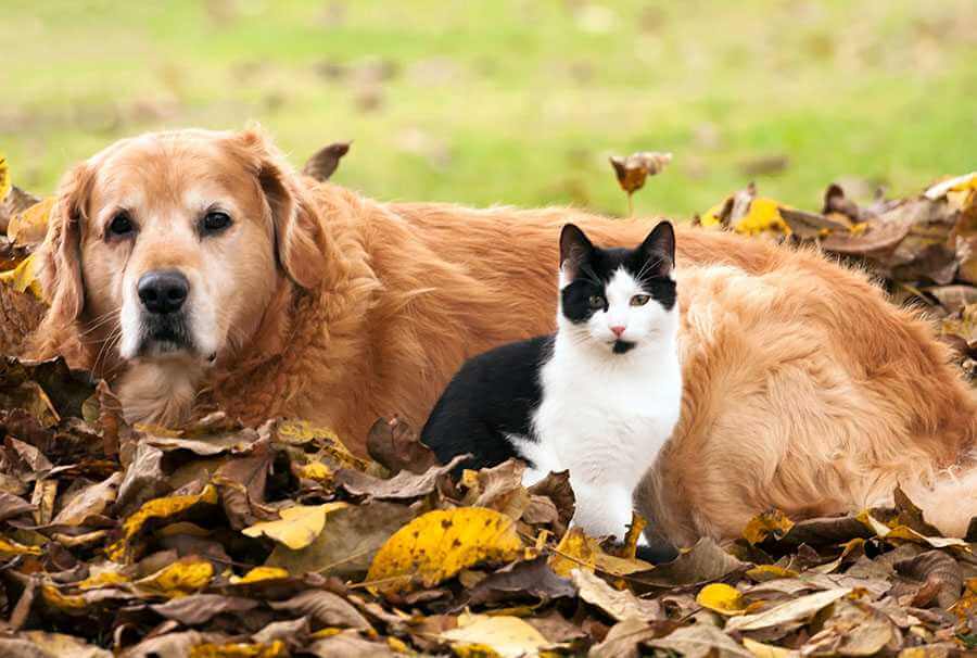 Dog and cat in leaves