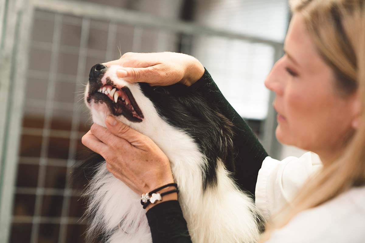 A vet looking at a dog's teeth