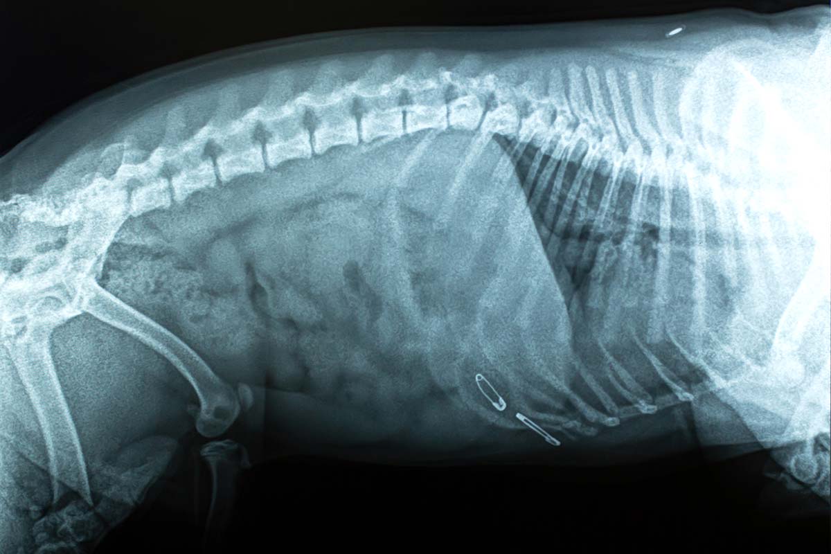 An x-ray of a pet