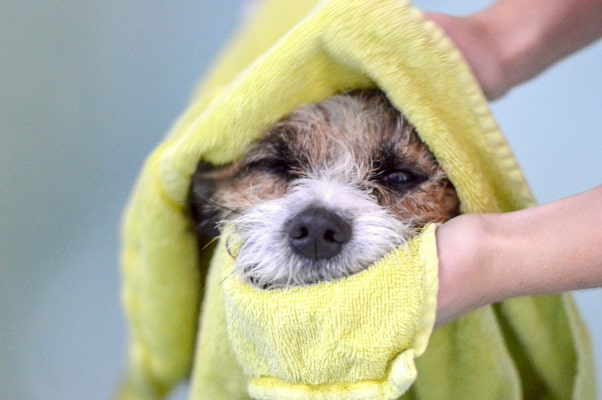 A dog wrapped in a towel
