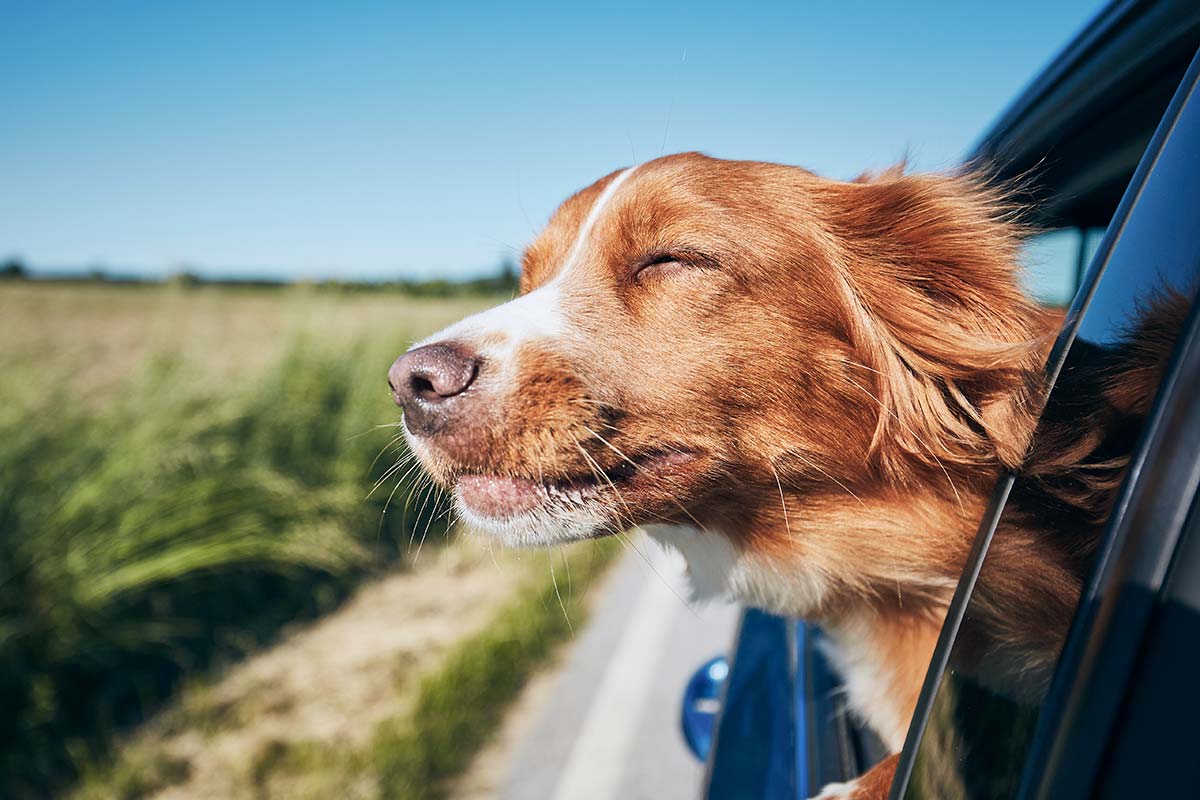 A dog enjoying the wind