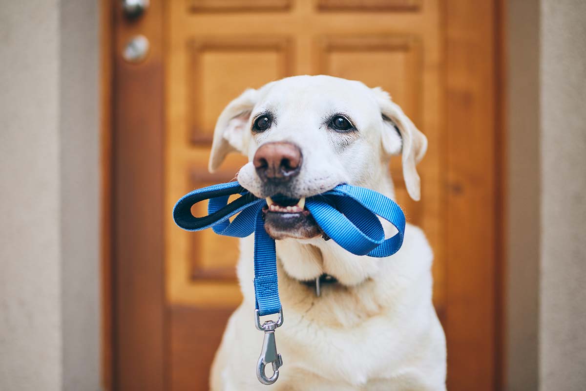 An older dog ready to go for a walk