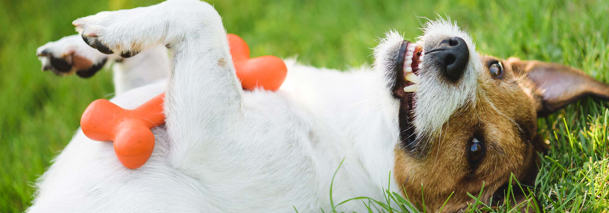 Pet Dental in Cypress TX