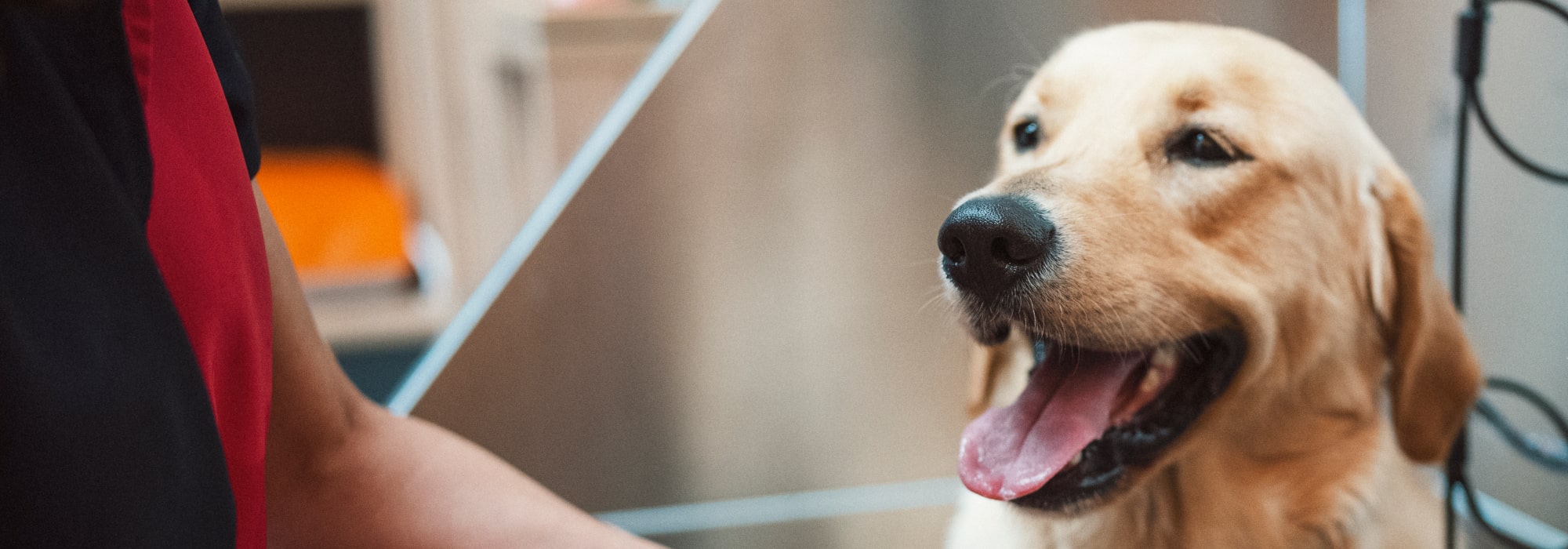 Pet Grooming in Cypress, TX