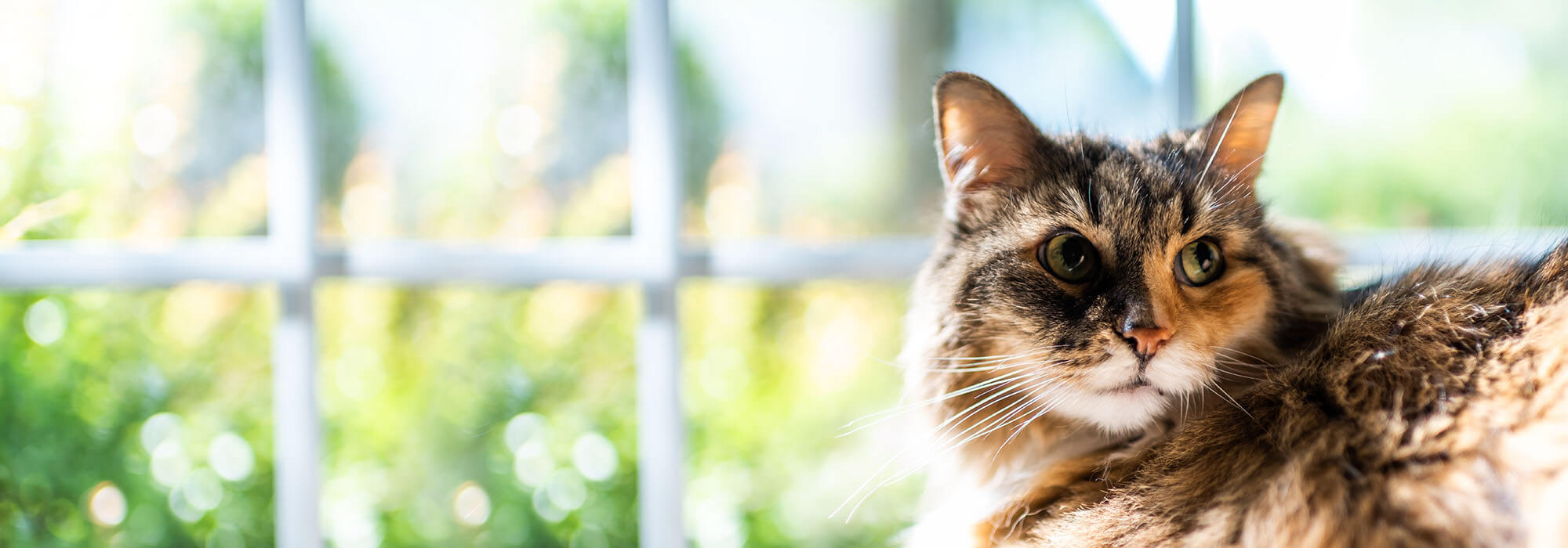 Pet Wellness Veterinary Care in Cypress, TX